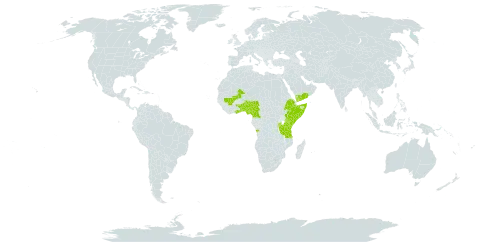 Indigofera brevicalyx world distribution map, present in Angola, Burundi, Benin, Cameroon, Ethiopia, Ghana, Kenya, Mali, Nigeria, Rwanda, Somalia, Togo, Tanzania, United Republic of, Uganda, and Yemen