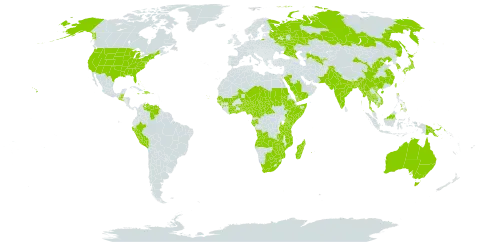 Indigofera bungeana world distribution map, present in Angola, Australia, Benin, Bangladesh, Bahamas, Belize, Botswana, Central African Republic, China, Côte d'Ivoire, Cameroon, Comoros, Cabo Verde, Cayman Islands, Dominican Republic, Ethiopia, Gabon, Ghana, Guinea, Guinea-Bissau, Guatemala, Haiti, Indonesia, India, Jamaica, Japan, Kenya, Cambodia, Korea (Republic of), Sri Lanka, Madagascar, Maldives, Mali, Myanmar, Mozambique, Mauritius, Malawi, Malaysia, Niger, Nigeria, Pakistan, Peru, Philippines, Papua New Guinea, Réunion, Russian Federation, Saudi Arabia, Sudan, Senegal, Singapore, El Salvador, Somalia, Seychelles, Chad, Togo, Thailand, Taiwan, Province of China, Tanzania, United Republic of, Uganda, United States of America, Uzbekistan, Venezuela (Bolivarian Republic of), Viet Nam, Yemen, South Africa, Zambia, and Zimbabwe