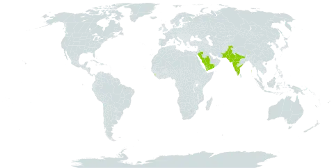 Indigofera coerulea var. coerulea world distribution map, present in India, Sri Lanka, Pakistan, Saudi Arabia, and Yemen