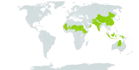 Indigofera cordifolia world distribution map, present in Afghanistan, Australia, China, Cabo Verde, Ethiopia, Indonesia, India, Kenya, Mali, Mauritania, Niger, Oman, Pakistan, Sudan, Chad, and Timor-Leste