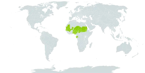 Indigofera diphylla world distribution map, present in Benin, Gabon, Mali, Mauritania, Niger, Nigeria, Sudan, Senegal, Chad, and Togo