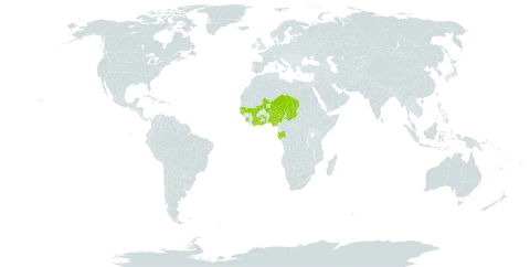 Indigofera macrocalyx world distribution map, present in Côte d'Ivoire, Gabon, Ghana, Guinea-Bissau, Mali, Niger, Nigeria, Senegal, Sierra Leone, Chad, and Togo