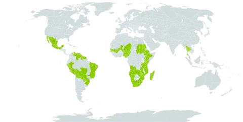 Indigofera microcarpa world distribution map, present in Angola, American Samoa, Bonaire, Sint Eustatius and Saba, Bolivia (Plurinational State of), Brazil, Ethiopia, Ghana, French Guiana, Guyana, Kenya, Lesotho, Madagascar, Mexico, Mali, Mozambique, Namibia, Niger, Nigeria, Peru, Paraguay, Sudan, Senegal, Suriname, Thailand, Tanzania, United Republic of, Venezuela (Bolivarian Republic of), South Africa, Zambia, and Zimbabwe