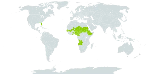 Indigofera pilosa world distribution map, present in Angola, Cameroon, Ethiopia, Ghana, Guinea-Bissau, Mali, Niger, Nigeria, Sudan, Senegal, Chad, Togo, and United States of America