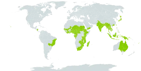 Indigofera spicata world distribution map, present in Angola, Australia, Burundi, Benin, Bonaire, Sint Eustatius and Saba, Burkina Faso, Bangladesh, Brazil, Brunei Darussalam, Central African Republic, China, Côte d'Ivoire, Cameroon, Congo, Comoros, Dominica, Ethiopia, Fiji, Gabon, Ghana, Guinea, Hong Kong, Indonesia, India, Japan, Kenya, Cambodia, Lao People's Democratic Republic, Liberia, Sri Lanka, Madagascar, Mali, Myanmar, Mozambique, Mauritius, Malawi, Malaysia, Niger, Nigeria, Nicaragua, Philippines, Papua New Guinea, Réunion, Rwanda, Sudan, Senegal, Chad, Togo, Thailand, Taiwan, Province of China, Tanzania, United Republic of, Uganda, United States of America, Viet Nam, Yemen, South Africa, Zambia, and Zimbabwe