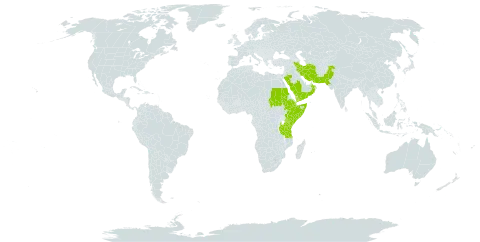 Indigofera spinosa world distribution map, present in Djibouti, Ethiopia, Iran (Islamic Republic of), Kenya, Oman, Pakistan, Saudi Arabia, Sudan, Somalia, Tanzania, United Republic of, and Yemen