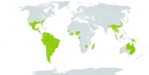 Indigofera suffruticosa world distribution map, present in Angola, Argentina, American Samoa, Australia, Bangladesh, Bahamas, Belize, Bolivia (Plurinational State of), Brazil, Chile, China, Côte d'Ivoire, Colombia, Cabo Verde, Costa Rica, Cayman Islands, Dominican Republic, Fiji, Gabon, Ghana, Guatemala, French Guiana, Guyana, Haiti, Indonesia, India, Jamaica, Cambodia, Lao People's Democratic Republic, Liberia, Sri Lanka, Madagascar, Mexico, Myanmar, Northern Mariana Islands, Mauritius, Malaysia, Nigeria, Nicaragua, Panama, Peru, Philippines, Papua New Guinea, Paraguay, Réunion, Senegal, Singapore, Sierra Leone, El Salvador, Suriname, Seychelles, Thailand, Tonga, Taiwan, Province of China, Uruguay, United States of America, Venezuela (Bolivarian Republic of), Viet Nam, Vanuatu, Samoa, and Zimbabwe