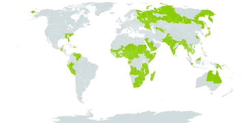 Indigofera tinctoria world distribution map, present in Angola, Australia, Benin, Bangladesh, Bahamas, Belize, Botswana, Central African Republic, China, Côte d'Ivoire, Cameroon, Comoros, Cabo Verde, Cayman Islands, Dominican Republic, Ethiopia, Gabon, Georgia, Ghana, Guinea, Guinea-Bissau, Guatemala, Haiti, Indonesia, India, Jamaica, Japan, Kenya, Cambodia, Sri Lanka, Madagascar, Maldives, Mali, Myanmar, Mozambique, Mauritius, Malawi, Malaysia, Niger, Nigeria, Pakistan, Peru, Philippines, Papua New Guinea, Réunion, Russian Federation, Saudi Arabia, Sudan, Senegal, Singapore, El Salvador, Somalia, Seychelles, Chad, Togo, Thailand, Taiwan, Province of China, Tanzania, United Republic of, Uganda, United States of America, Uzbekistan, Venezuela (Bolivarian Republic of), Viet Nam, Yemen, South Africa, Zambia, and Zimbabwe