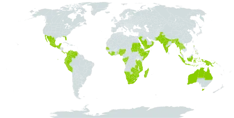 Indigofera trita world distribution map, present in Angola, American Samoa, Australia, Burundi, Bonaire, Sint Eustatius and Saba, Bangladesh, Belize, Botswana, Côte d'Ivoire, Congo, Colombia, Costa Rica, Djibouti, Ecuador, Ethiopia, Gabon, Ghana, Guatemala, Indonesia, India, Kenya, Lao People's Democratic Republic, Liberia, Sri Lanka, Madagascar, Mexico, Myanmar, Mozambique, Malawi, Namibia, Nigeria, Oman, Pakistan, Panama, Peru, Philippines, Papua New Guinea, Rwanda, Saudi Arabia, Sudan, Senegal, Singapore, Sierra Leone, El Salvador, Somalia, Togo, Thailand, Timor-Leste, Tanzania, United Republic of, Uganda, United States of America, Venezuela (Bolivarian Republic of), Yemen, South Africa, Zambia, and Zimbabwe