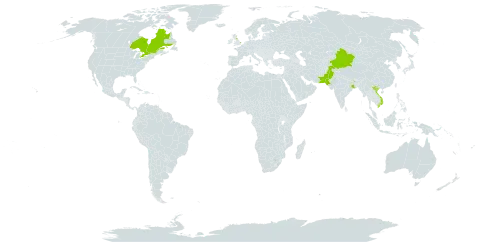 Inula racemosa world distribution map, present in Canada, China, United Kingdom of Great Britain and Northern Ireland, India, Nepal, Pakistan, and Viet Nam