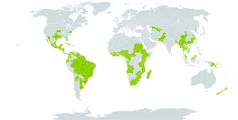 Ipomoea alba world distribution map, present in Angola, Argentina, American Samoa, Benin, Bangladesh, Bahamas, Belize, Bolivia (Plurinational State of), Brazil, Bhutan, Central African Republic, China, Côte d'Ivoire, Cameroon, Congo, Cook Islands, Colombia, Costa Rica, Cuba, Dominica, Ecuador, Ethiopia, Fiji, Micronesia (Federated States of), Ghana, Guinea, Guadeloupe, Equatorial Guinea, Guatemala, French Guiana, Guam, Guyana, Honduras, India, Jamaica, Kenya, Liberia, Sri Lanka, Madagascar, Mexico, Myanmar, Mozambique, Martinique, Mauritius, Malaysia, Nigeria, Nicaragua, Nepal, New Zealand, Pakistan, Panama, Philippines, Papua New Guinea, Puerto Rico, Korea (Democratic People's Republic of), Paraguay, Réunion, Sudan, Sierra Leone, El Salvador, Sao Tome and Principe, Suriname, Seychelles, Turks and Caicos Islands, Togo, Thailand, Tonga, Trinidad and Tobago, Taiwan, Province of China, Tanzania, United Republic of, Uganda, Uruguay, United States of America, Uzbekistan, Saint Vincent and the Grenadines, Venezuela (Bolivarian Republic of), Viet Nam, South Africa, and Zimbabwe