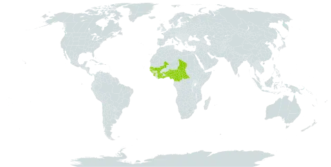 Ipomoea argentaurata world distribution map, present in Benin, Burkina Faso, Central African Republic, Côte d'Ivoire, Cameroon, Ghana, Guinea, Guinea-Bissau, Mali, Nigeria, Senegal, Sierra Leone, Chad, and Togo