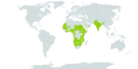 Ipomoea dichroa world distribution map, present in Angola, Benin, Burkina Faso, Botswana, Côte d'Ivoire, Cameroon, Congo, Djibouti, Eritrea, Ethiopia, Ghana, Gambia, India, Kenya, Mali, Mozambique, Mauritania, Malawi, Namibia, Nigeria, Nepal, Oman, Pakistan, Sudan, Senegal, South Sudan, eSwatini, Chad, Tanzania, United Republic of, Uganda, South Africa, Zambia, and Zimbabwe