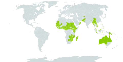 Ipomoea eriocarpa world distribution map, present in Anguilla, Australia, Benin, Burkina Faso, Bahrain, Bhutan, Botswana, Central African Republic, China, Côte d'Ivoire, Cameroon, Cabo Verde, Ethiopia, Ghana, Guinea, Gambia, Guinea-Bissau, Equatorial Guinea, Indonesia, India, Iceland, Kenya, Cambodia, Lao People's Democratic Republic, Sri Lanka, Madagascar, Mali, Myanmar, Mozambique, Mauritania, Malawi, Malaysia, Mayotte, Nigeria, Nepal, Oman, Pakistan, Philippines, Papua New Guinea, Puerto Rico, Réunion, Saudi Arabia, Sudan, Senegal, Sierra Leone, South Sudan, Sao Tome and Principe, Chad, Togo, Tajikistan, Tanzania, United Republic of, Uganda, Viet Nam, Yemen, South Africa, Zambia, and Zimbabwe