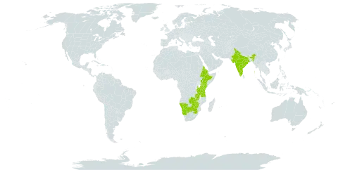 Ipomoea hochstetteri world distribution map, present in Botswana, Eritrea, Ethiopia, India, Kenya, Malawi, Namibia, eSwatini, Tanzania, United Republic of, Uganda, South Africa, Zambia, and Zimbabwe