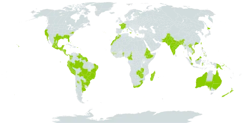 Ipomoea indica world distribution map, present in Argentina, Australia, Benin, Bangladesh, Bahamas, Bosnia and Herzegovina, Belize, Bolivia (Plurinational State of), Brazil, Bhutan, Chile, China, Cameroon, Colombia, Costa Rica, Cayman Islands, Ecuador, Eritrea, Spain, Ethiopia, Fiji, France, Micronesia (Federated States of), Gibraltar, Guinea, Guadeloupe, Equatorial Guinea, Greece, Guatemala, French Guiana, Guam, Guyana, Honduras, Indonesia, India, Italy, Jamaica, Japan, Lao People's Democratic Republic, Sri Lanka, Morocco, Madagascar, Mexico, Myanmar, Northern Mariana Islands, Montserrat, Mauritius, Malawi, Malaysia, Nicaragua, New Zealand, Pakistan, Panama, Peru, Philippines, Palau, Papua New Guinea, Puerto Rico, Portugal, Paraguay, Réunion, Sao Tome and Principe, Suriname, eSwatini, Tonga, Trinidad and Tobago, Taiwan, Province of China, Tanzania, United Republic of, Uruguay, United States of America, Venezuela (Bolivarian Republic of), Viet Nam, Samoa, South Africa, Zambia, and Zimbabwe