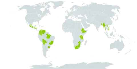 Ipomoea lobata world distribution map, present in Argentina, Bangladesh, Bolivia (Plurinational State of), Brazil, Colombia, Ethiopia, Guatemala, Hong Kong, Honduras, Mexico, Myanmar, Tanzania, United Republic of, Venezuela (Bolivarian Republic of), Viet Nam, South Africa, and Zimbabwe