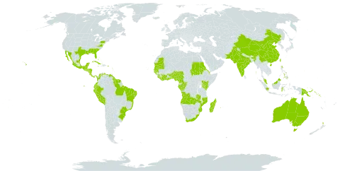 Ipomoea pes-caprae world distribution map, present in Angola, Anguilla, American Samoa, French Southern Territories, Antigua and Barbuda, Australia, Benin, Bonaire, Sint Eustatius and Saba, Bahamas, Belize, Brazil, Barbados, China, Côte d'Ivoire, Cameroon, Congo, Cook Islands, Colombia, Cabo Verde, Costa Rica, Cuba, Cayman Islands, Djibouti, Dominica, Ecuador, Eritrea, Spain, Fiji, Micronesia (Federated States of), Gabon, Ghana, Guinea, Guadeloupe, Gambia, Guinea-Bissau, Equatorial Guinea, Grenada, Guatemala, French Guiana, Guam, Guyana, Honduras, Indonesia, India, Iceland, Jamaica, Kenya, Kiribati, Liberia, Saint Lucia, Madagascar, Mexico, Marshall Islands, Northern Mariana Islands, Mozambique, Mauritania, Montserrat, Martinique, Mauritius, Malawi, Malaysia, Mayotte, Nigeria, Nicaragua, Nauru, New Zealand, Pakistan, Panama, Peru, Philippines, Palau, Papua New Guinea, Puerto Rico, Réunion, Sudan, Senegal, Singapore, Solomon Islands, Sierra Leone, El Salvador, Sao Tome and Principe, Suriname, Seychelles, Togo, Tonga, Trinidad and Tobago, Taiwan, Province of China, Tanzania, United Republic of, Uganda, United States Minor Outlying Islands, United States of America, Saint Vincent and the Grenadines, Venezuela (Bolivarian Republic of), Wallis and Futuna, Samoa, South Africa, and Zambia