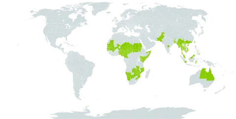 Ipomoea pes-tigridis world distribution map, present in Australia, Benin, Burkina Faso, Bangladesh, Bhutan, Botswana, China, Cameroon, Algeria, Gambia, Guinea-Bissau, Indonesia, India, Kenya, Cambodia, Sri Lanka, Mali, Myanmar, Mozambique, Mauritania, Malawi, Malaysia, Namibia, Niger, Nigeria, Nepal, Pakistan, Philippines, Sudan, Senegal, Singapore, Somalia, Chad, Thailand, Taiwan, Province of China, Tanzania, United Republic of, Viet Nam, South Africa, Zambia, and Zimbabwe