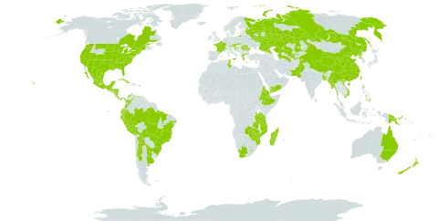 Ipomoea purpurea world distribution map, present in Argentina, American Samoa, Australia, Austria, Bangladesh, Bosnia and Herzegovina, Bolivia (Plurinational State of), Brazil, Bhutan, Canada, Chile, China, Colombia, Cabo Verde, Costa Rica, Cuba, Cyprus, Ecuador, Eritrea, Spain, Ethiopia, France, Equatorial Guinea, Greece, Guatemala, Honduras, Croatia, India, Italy, Jamaica, Kazakhstan, Sri Lanka, Lesotho, Madagascar, Mexico, Malta, Myanmar, Mozambique, Mauritius, Nicaragua, Nepal, New Zealand, Pakistan, Panama, Peru, Philippines, Papua New Guinea, Puerto Rico, Korea (Democratic People's Republic of), Portugal, Réunion, Romania, Russian Federation, El Salvador, Slovakia, Tajikistan, Turkmenistan, Tunisia, Taiwan, Province of China, Tanzania, United Republic of, Uganda, Uruguay, United States of America, Uzbekistan, Venezuela (Bolivarian Republic of), Viet Nam, Yemen, South Africa, Zambia, and Zimbabwe