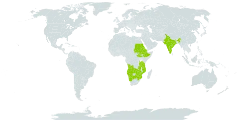 Ipomoea tenuipes world distribution map, present in Angola, Botswana, Eritrea, Ethiopia, India, Mozambique, Namibia, Sudan, South Sudan, Tanzania, United Republic of, South Africa, Zambia, and Zimbabwe