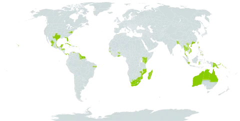 Ipomoea violacea world distribution map, present in American Samoa, French Southern Territories, Australia, Bonaire, Sint Eustatius and Saba, Bangladesh, Bahamas, Belize, Brazil, Barbados, China, Colombia, Comoros, Cuba, Cayman Islands, Algeria, Fiji, Micronesia (Federated States of), Ghana, Guadeloupe, Guinea-Bissau, French Guiana, Guam, Guyana, Honduras, Indonesia, India, Jamaica, Kenya, Kiribati, Saint Lucia, Sri Lanka, Madagascar, Maldives, Mexico, Marshall Islands, Northern Mariana Islands, Mozambique, Martinique, Mauritius, Malaysia, Mayotte, Niue, Panama, Philippines, Palau, Papua New Guinea, Puerto Rico, Singapore, Solomon Islands, Suriname, Seychelles, Turks and Caicos Islands, Thailand, Tokelau, Tonga, Trinidad and Tobago, Tuvalu, Taiwan, Province of China, Tanzania, United Republic of, United States Minor Outlying Islands, United States of America, Saint Vincent and the Grenadines, Venezuela (Bolivarian Republic of), Viet Nam, Samoa, and South Africa