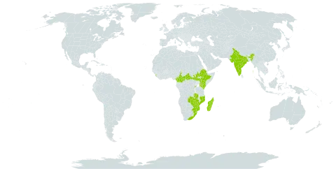 Ipomoea wightii world distribution map, present in Central African Republic, Cameroon, Ethiopia, India, Kenya, Sri Lanka, Madagascar, Mozambique, Malawi, Rwanda, South Sudan, eSwatini, Tanzania, United Republic of, Uganda, South Africa, Zambia, and Zimbabwe