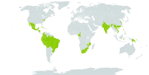 Iresine diffusa f. herbstii world distribution map, present in Bolivia (Plurinational State of), Brazil, China, Cameroon, Colombia, Cuba, Ecuador, Fiji, Guadeloupe, Guam, Honduras, Indonesia, India, Lao People's Democratic Republic, Sri Lanka, Mexico, Mozambique, Martinique, Mauritius, Nicaragua, Nepal, Peru, Philippines, Papua New Guinea, Puerto Rico, Portugal, Sao Tome and Principe, Trinidad and Tobago, Taiwan, Province of China, United States of America, Viet Nam, and South Africa