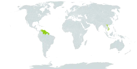 Ischaemum guianense world distribution map, present in Brazil, Guyana, Suriname, Venezuela (Bolivarian Republic of), and Viet Nam