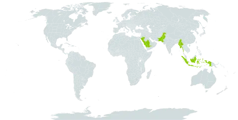 Ischaemum molle world distribution map, present in Indonesia, Myanmar, Pakistan, and Saudi Arabia