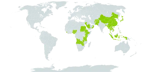 Isodon world distribution map, present in Afghanistan, Angola, Burkina Faso, Bangladesh, China, Ethiopia, Indonesia, Japan, Kenya, Lao People's Democratic Republic, Myanmar, Nigeria, Nepal, Oman, Pakistan, Philippines, Korea (Democratic People's Republic of), Rwanda, Saudi Arabia, Sudan, Sierra Leone, Thailand, Taiwan, Province of China, Tanzania, United Republic of, Uganda, Viet Nam, Zambia, and Zimbabwe