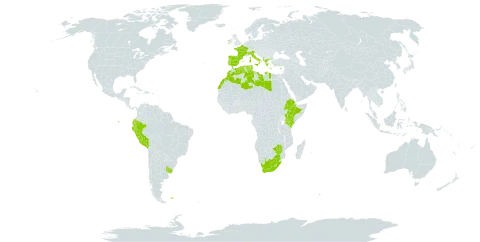 Isolepis cernua var. cernua world distribution map, present in Albania, Cyprus, Algeria, Ecuador, Spain, Ethiopia, Falkland Islands (Malvinas), France, Greece, Ireland, Italy, Kenya, Libya, Lesotho, Morocco, Norfolk Island, Peru, Palau, Portugal, Turks and Caicos Islands, Tunisia, Uruguay, South Africa, and Zimbabwe