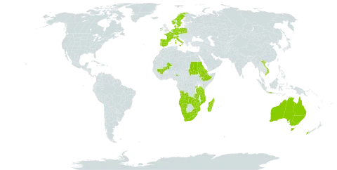 Isolepis fluitans world distribution map, present in Angola, Australia, Burkina Faso, Comoros, Czech Republic, Germany, Denmark, Eritrea, Spain, Ethiopia, France, Indonesia, Ireland, Italy, Kenya, Lesotho, Madagascar, Mali, Mozambique, Mauritius, Namibia, Nigeria, Netherlands, Norway, New Zealand, Poland, Portugal, Réunion, Rwanda, Sudan, Sweden, eSwatini, Tanzania, United Republic of, Uganda, Viet Nam, South Africa, Zambia, and Zimbabwe