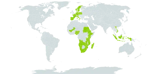 Isolepis fluitans var. fluitans world distribution map, present in Angola, Burkina Faso, Comoros, Czech Republic, Germany, Denmark, Eritrea, Spain, Ethiopia, France, Indonesia, Ireland, Italy, Kenya, Lesotho, Madagascar, Mali, Mozambique, Mauritius, Namibia, Nigeria, Netherlands, Norway, Poland, Portugal, Réunion, Rwanda, Sudan, Sweden, eSwatini, Tanzania, United Republic of, Uganda, Viet Nam, South Africa, Zambia, and Zimbabwe