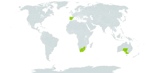 Ixia paniculata world distribution map, present in Australia, Spain, Portugal, and South Africa