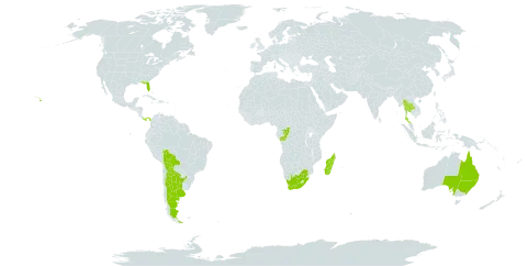 Jacaranda mimosifolia world distribution map, present in Argentina, Australia, Bolivia (Plurinational State of), Congo, Madagascar, Panama, Thailand, United States of America, and South Africa