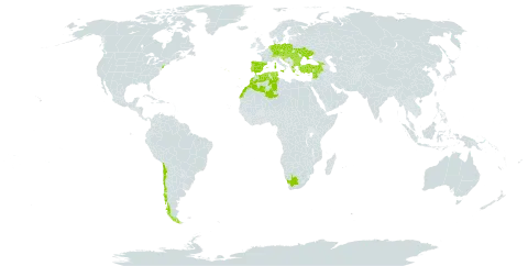 Jacobaea erratica world distribution map, present in Austria, Bulgaria, Bosnia and Herzegovina, Switzerland, Chile, Czech Republic, Germany, Algeria, Spain, France, Georgia, Gibraltar, Greece, Croatia, Hungary, Italy, Lebanon, Morocco, North Macedonia, Montenegro, Netherlands, Poland, Portugal, Romania, Serbia, Slovakia, Slovenia, Syrian Arab Republic, Tunisia, Turkey, Ukraine, United States of America, and South Africa