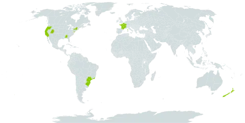 Jacobaea maritima world distribution map, present in Brazil, France, New Zealand, and United States of America