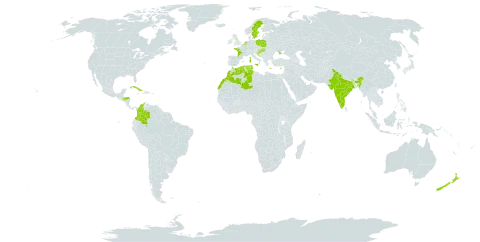 Jacobaea maritima subsp. maritima world distribution map, present in Belgium, Bosnia and Herzegovina, Colombia, Cuba, Cyprus, Algeria, Spain, France, United Kingdom of Great Britain and Northern Ireland, Gibraltar, Greece, Honduras, Croatia, Hungary, India, Italy, Morocco, Monaco, Netherlands, New Zealand, Poland, Portugal, Sweden, Tunisia, and Ukraine