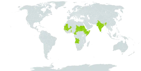 Jacquemontia verticillata world distribution map, present in Angola, Benin, Cameroon, Eritrea, Ethiopia, Guinea, India, Mali, Mauritania, Sudan, Senegal, Somalia, Chad, and Yemen