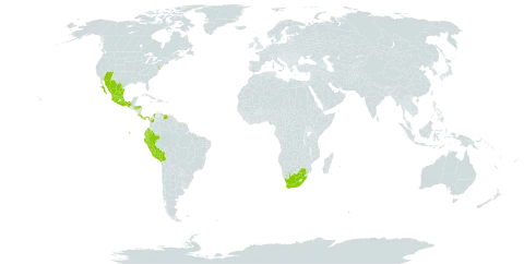 Jaltomata procumbens world distribution map, present in Bolivia (Plurinational State of), Colombia, Costa Rica, Ecuador, Honduras, Mexico, Panama, Peru, United States of America, Venezuela (Bolivarian Republic of), and South Africa