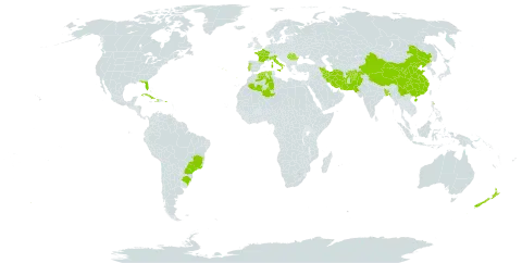 Jasminum officinale world distribution map, present in Afghanistan, Bangladesh, Brazil, China, Cuba, Dominica, Algeria, France, Haiti, Iran (Islamic Republic of), Italy, Nepal, New Zealand, Pakistan, Puerto Rico, Portugal, Romania, Turks and Caicos Islands, and United States of America