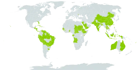 Jatropha curcas world distribution map, present in Angola, Andorra, Australia, Benin, Burkina Faso, Bangladesh, Bahamas, Belize, Bolivia (Plurinational State of), Brazil, Central African Republic, China, Costa Rica, Cuba, Cayman Islands, Dominica, Ecuador, Ethiopia, Fiji, Gabon, Guinea, Gambia, Guinea-Bissau, Guatemala, Guyana, Honduras, Haiti, Indonesia, India, Jamaica, Kenya, Lao People's Democratic Republic, Moldova (Republic of), Nicaragua, Pakistan, Panama, Peru, Philippines, Puerto Rico, Paraguay, Saudi Arabia, Sudan, Senegal, Suriname, Seychelles, Chad, Togo, Thailand, Tonga, Tuvalu, Taiwan, Province of China, Uganda, Uruguay, United States of America, Venezuela (Bolivarian Republic of), Wallis and Futuna, Samoa, and Yemen