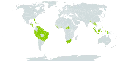 Jatropha gossypiifolia world distribution map, present in Aruba, Andorra, Bangladesh, Bahamas, Bolivia (Plurinational State of), Brazil, Central African Republic, Costa Rica, Cuba, Cayman Islands, Dominica, Ecuador, Fiji, Guinea, Gambia, Guinea-Bissau, Guatemala, Guyana, Honduras, Haiti, Indonesia, Jamaica, Lao People's Democratic Republic, Liberia, Nicaragua, Panama, Peru, Philippines, Puerto Rico, Paraguay, Suriname, Togo, Thailand, United States of America, Venezuela (Bolivarian Republic of), and South Africa