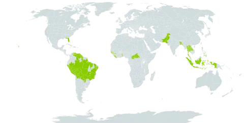 Jatropha gossypiifolia var. gossypiifolia world distribution map, present in Andorra, Bangladesh, Bolivia (Plurinational State of), Brazil, Central African Republic, Fiji, Guinea, Gambia, Guinea-Bissau, Guyana, Indonesia, Lao People's Democratic Republic, Liberia, Pakistan, Peru, Philippines, Paraguay, Togo, Thailand, United States of America, and Venezuela (Bolivarian Republic of)