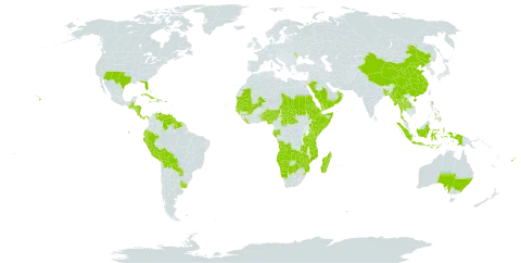 Jatropha world distribution map, present in Aruba, Angola, Andorra, Australia, Benin, Burkina Faso, Bangladesh, Bahamas, Belize, Bermuda, Bolivia (Plurinational State of), Botswana, Central African Republic, China, Comoros, Cabo Verde, Costa Rica, Cuba, Cayman Islands, Djibouti, Dominica, Ecuador, Eritrea, Ethiopia, Fiji, Gabon, Guinea, Gambia, Guinea-Bissau, Guatemala, Guyana, Honduras, Haiti, Indonesia, Jamaica, Kenya, Lao People's Democratic Republic, Liberia, Moldova (Republic of), Madagascar, Mali, Myanmar, Mozambique, Mauritania, Namibia, Nigeria, Nicaragua, Oman, Panama, Peru, Philippines, Puerto Rico, Paraguay, Saudi Arabia, Sudan, Senegal, Somalia, Suriname, eSwatini, Seychelles, Chad, Togo, Thailand, Tonga, Tuvalu, Tanzania, United Republic of, Uganda, Uruguay, United States of America, Venezuela (Bolivarian Republic of), Wallis and Futuna, Samoa, Yemen, Zambia, and Zimbabwe