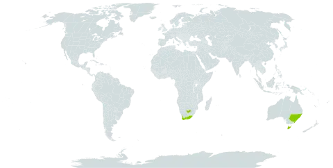 Juncus capensis world distribution map, present in Australia, Saint Helena, Ascension and Tristan da Cunha, and South Africa