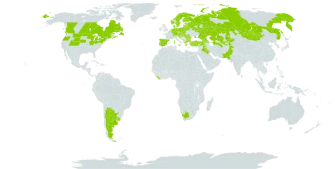 Juncus compressus world distribution map, present in Afghanistan, Albania, Argentina, Armenia, Austria, Azerbaijan, Belgium, Bulgaria, Bosnia and Herzegovina, Belarus, Canada, Switzerland, Czech Republic, Germany, Denmark, Spain, Estonia, Finland, France, United Kingdom of Great Britain and Northern Ireland, Georgia, Greece, Croatia, Hungary, Iraq, Italy, Kazakhstan, Kyrgyzstan, Liberia, Liechtenstein, Lithuania, Luxembourg, Latvia, North Macedonia, Malta, Montenegro, Mongolia, Netherlands, Norway, Pakistan, Poland, Portugal, Romania, Russian Federation, Serbia, Slovakia, Slovenia, Sweden, Tajikistan, Turkmenistan, Turkey, Ukraine, Uruguay, United States of America, Uzbekistan, and South Africa