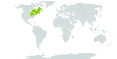 Juncus greenei world distribution map, present in Canada and United States of America