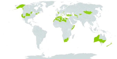 Juncus hybridus world distribution map, present in Afghanistan, Albania, Australia, Cyprus, Algeria, Egypt, Spain, France, United Kingdom of Great Britain and Northern Ireland, Greece, Croatia, Italy, Kyrgyzstan, Libya, Morocco, Mongolia, New Zealand, Portugal, Somalia, Slovakia, Turkmenistan, Tunisia, Turkey, United States of America, and South Africa